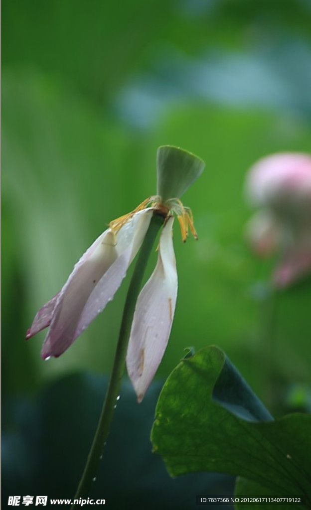 荷花 花蕾