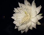 仙人掌花