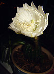 仙人掌花
