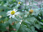 野花野草