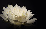 仙人掌花