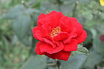 月季花