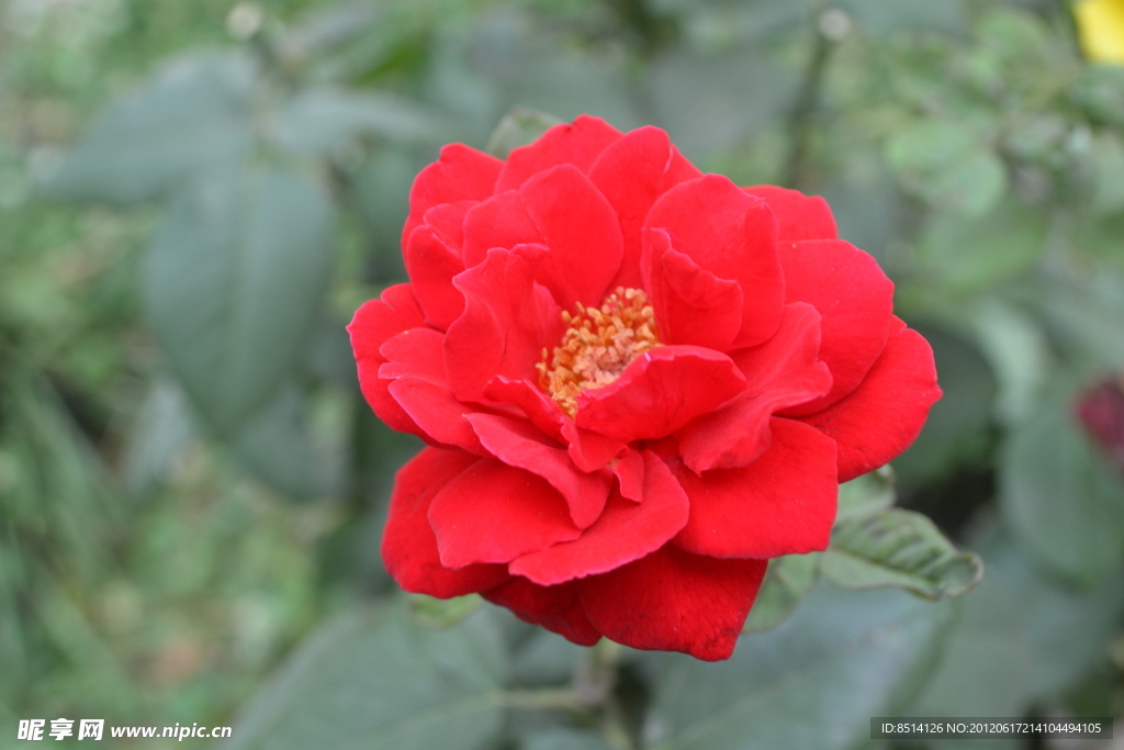 月季花