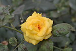 月季花