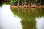 芦苇与野鸭