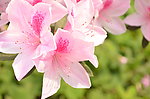 杜鹃花