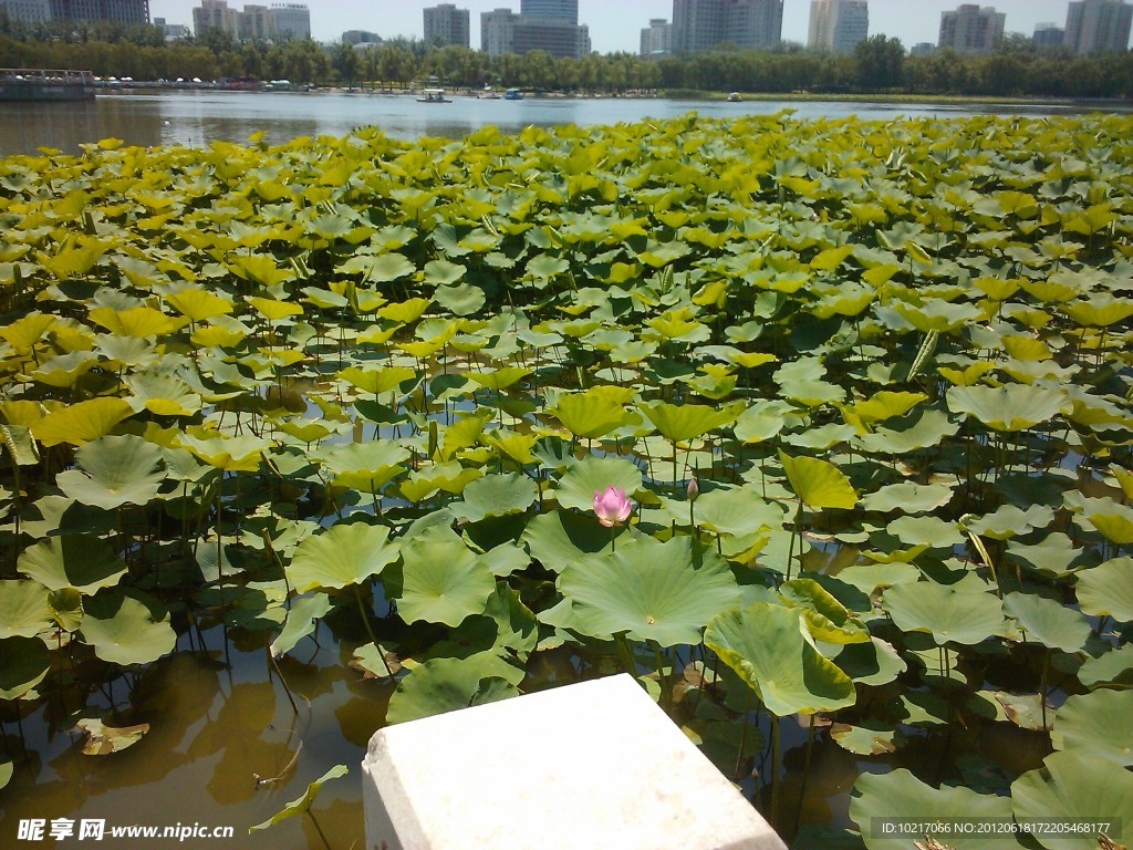 莲花池
