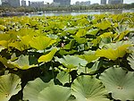 莲花池