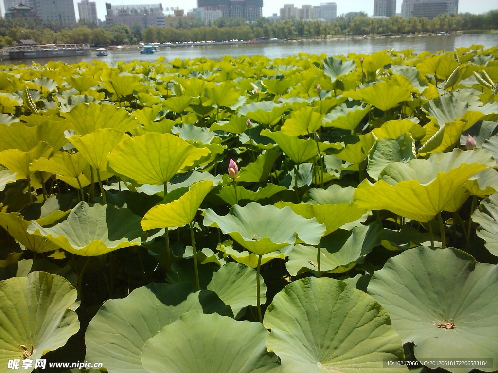 莲花池
