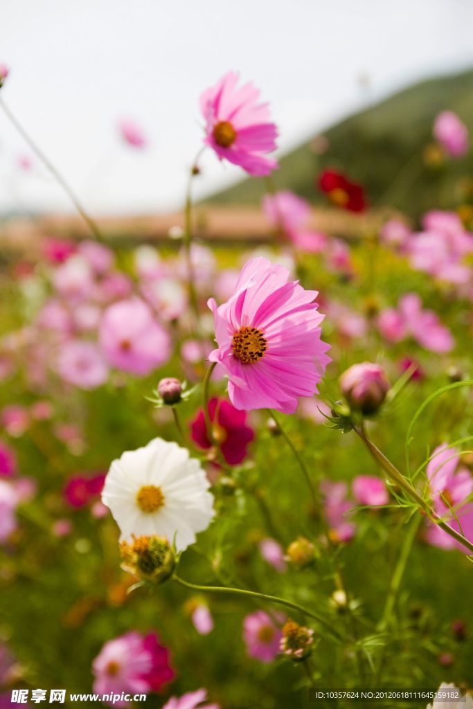 秋英花