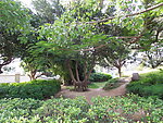风景树