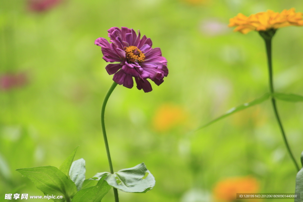 绛紫色百日菊