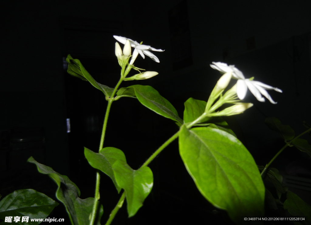 黑夜茉莉
