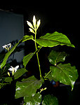 清香茉莉