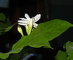 清香茉莉