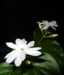 茉莉花