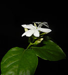 茉莉花