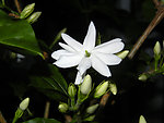 清香茉莉