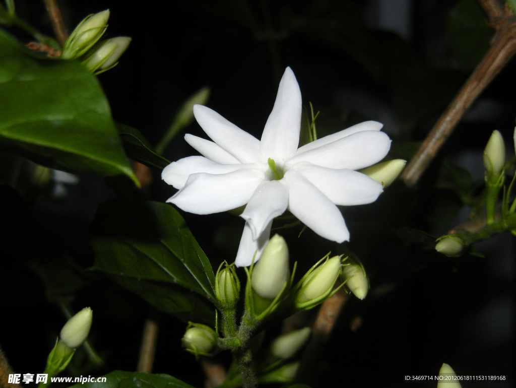 清香茉莉