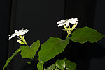 美丽茉莉花