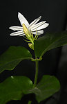清香茉莉
