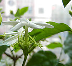 清香茉莉