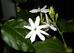 茉莉花