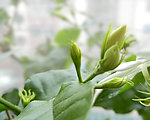 清香茉莉
