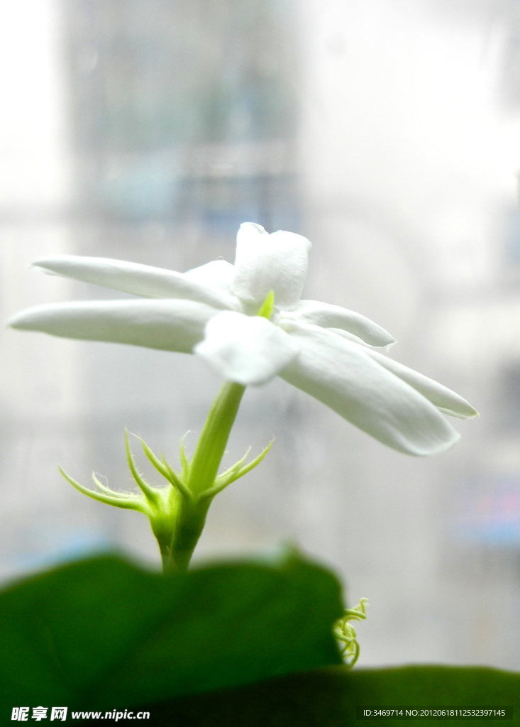 美丽茉莉花