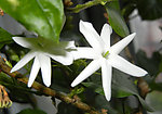 茉莉花