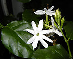 清香茉莉