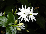 清香茉莉