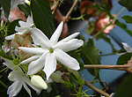 清香茉莉