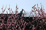 梅花枝条