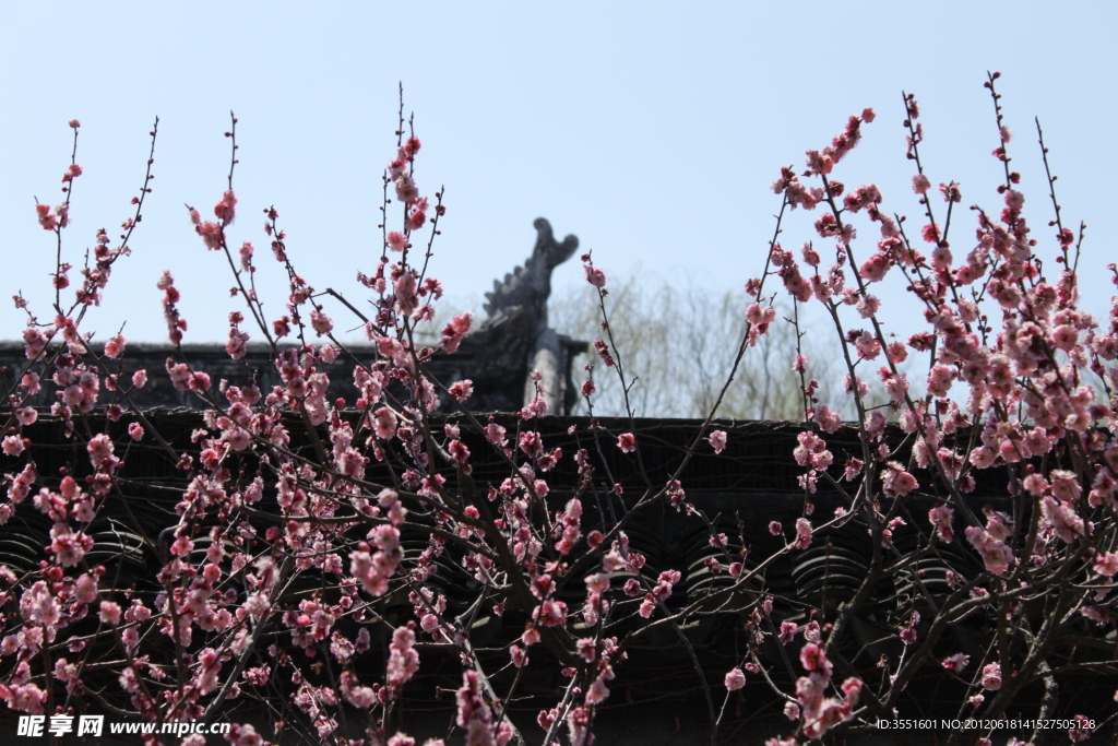 梅花枝条