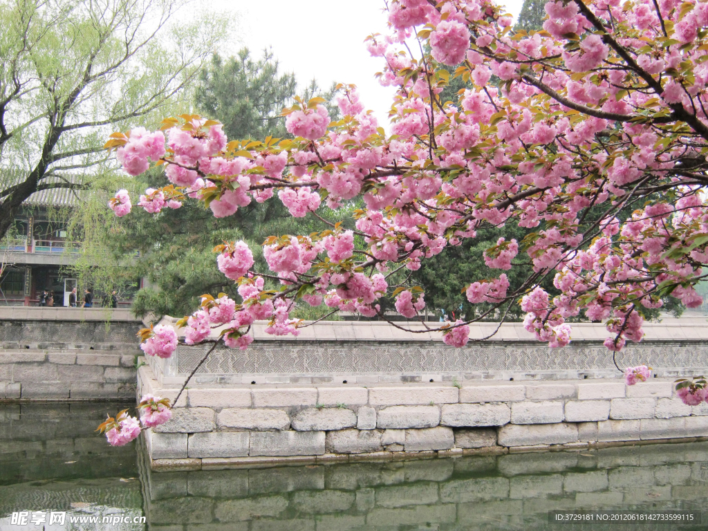 桃花