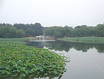 荷塘美景