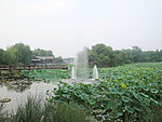荷塘美景
