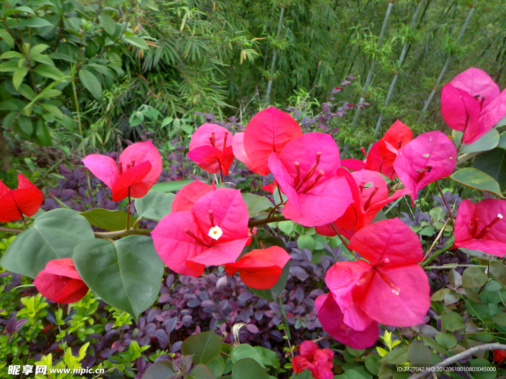 三角梅枝 花枝
