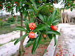 石榴花蕾 花枝