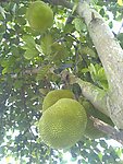 菠萝蜜