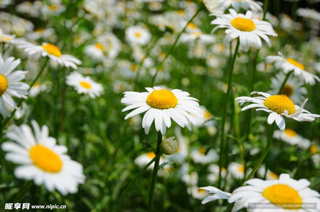 雏菊