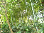 密密竹林