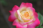 月季花