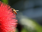 蜜蜂