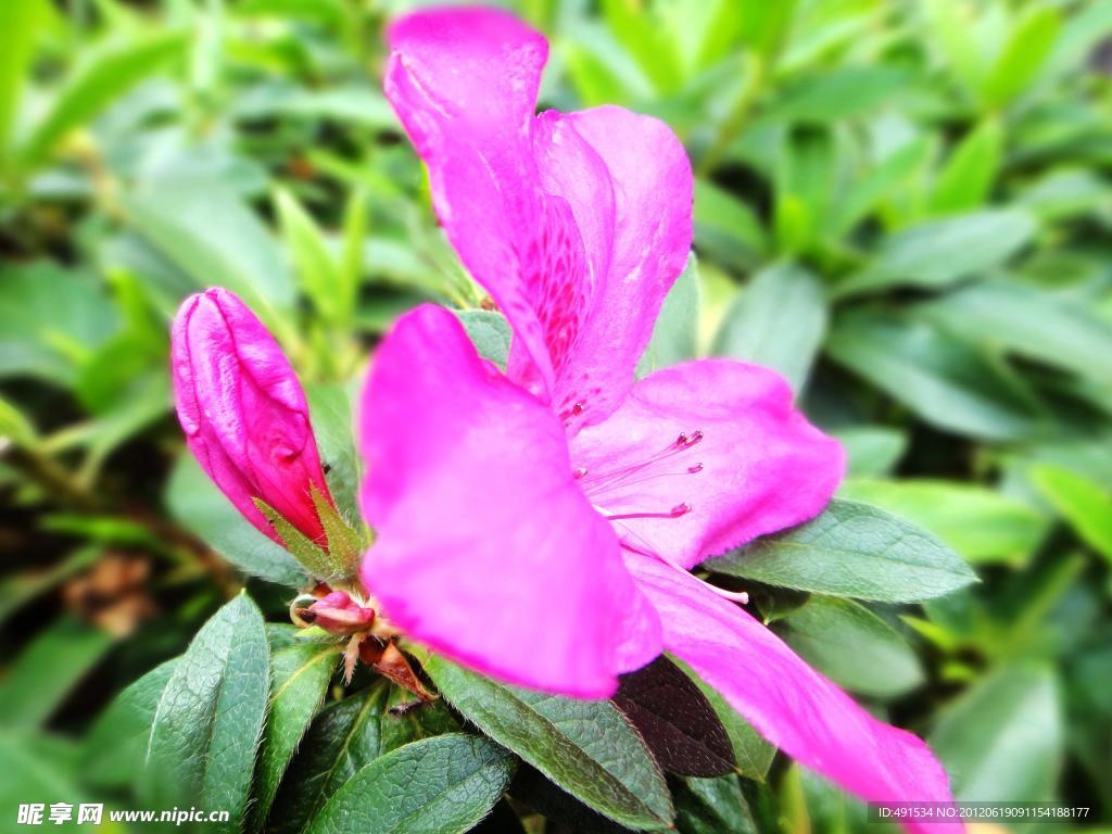 杜鹃花