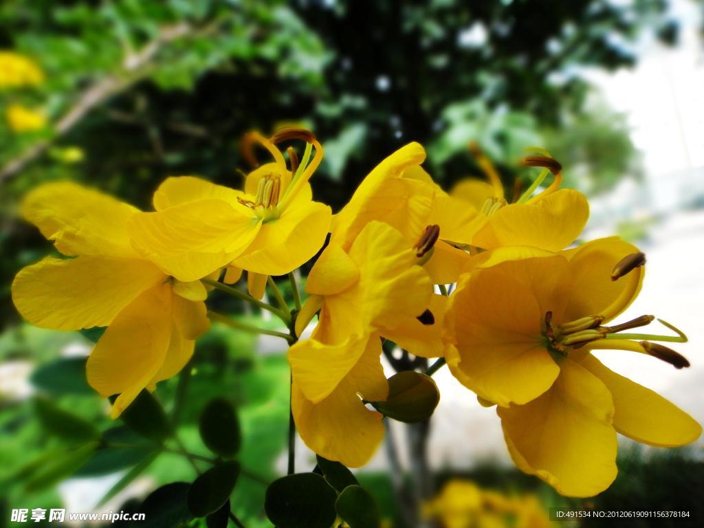 黄槐花