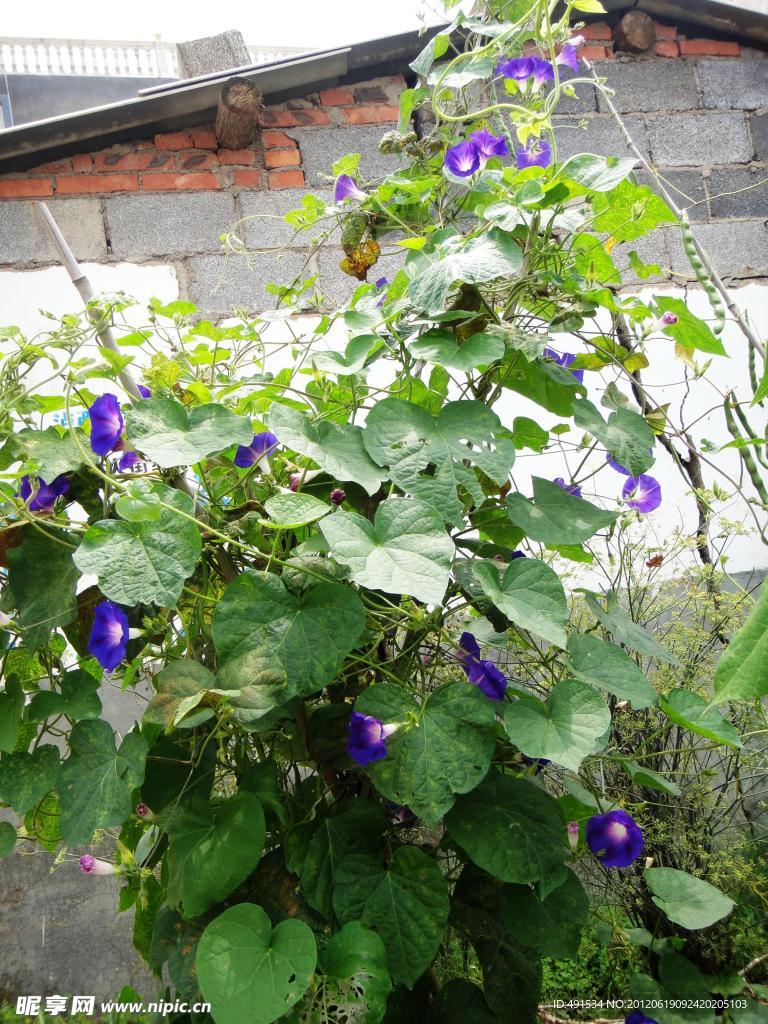 牵牛花