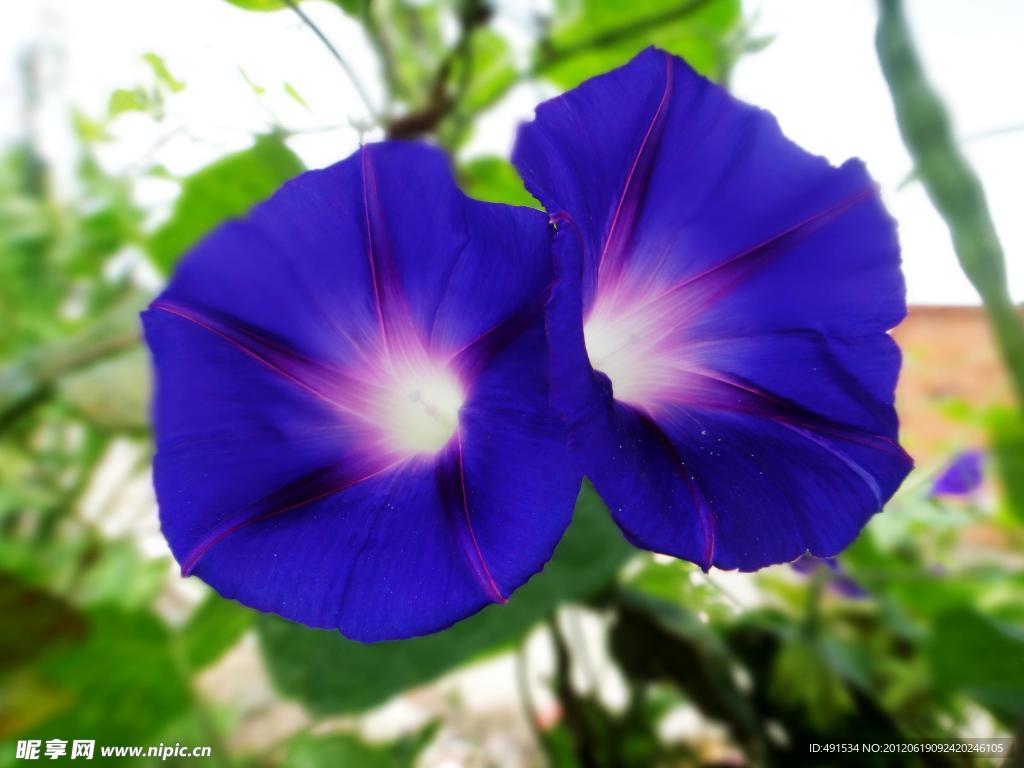 牵牛花