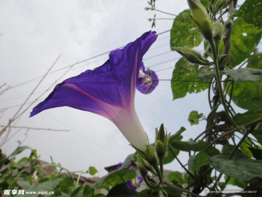牵牛花